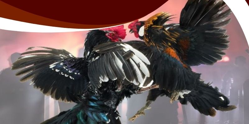 Đá Gà Ăn 8 V9vip – Bí Kíp Hiệu Quả Giúp Thắng Lớn Mỗi Ngày 3 Không quản lý vốn hay theo dõi lịch sử khi chơi đá gà ăn 8 V9vip