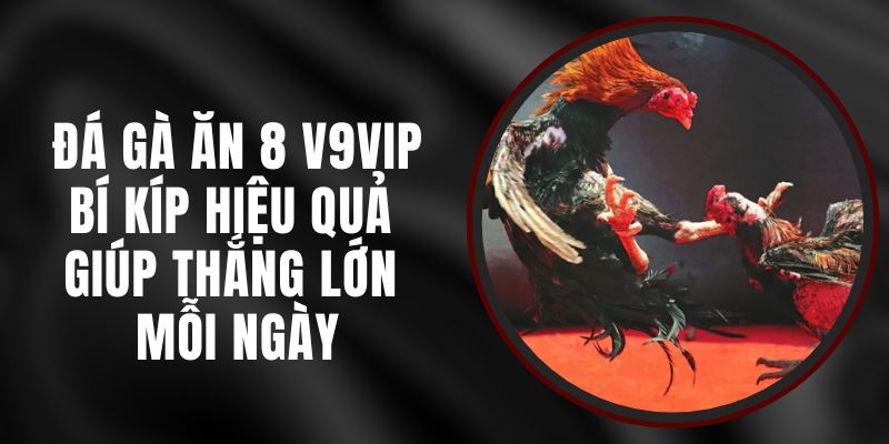 Đá Gà Ăn 8 V9vip – Bí Kíp Hiệu Quả Giúp Thắng Lớn Mỗi Ngày