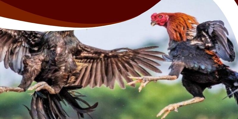 Dakpuer Đá Gà V9vip – Cách Đọc Kèo Chuẩn Chỉ Nhất Từ Cao Thủ 2 Dấu hiệu nhận biết kèo cược chuẩn dakpuer đá gà V9vip