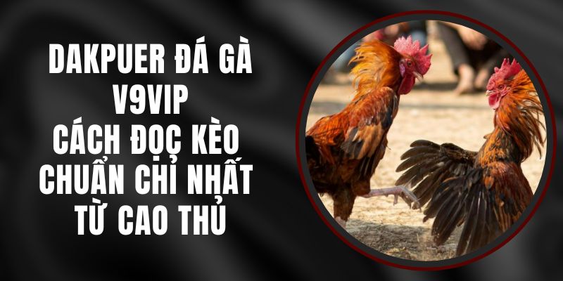 Dakpuer Đá Gà V9vip – Cách Đọc Kèo Chuẩn Chỉ Nhất Từ Cao Thủ