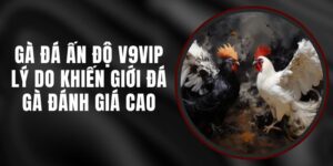 Gà Đá Ấn Độ V9vip - Lý Do Khiến Giới Đá Gà Đánh Giá Cao