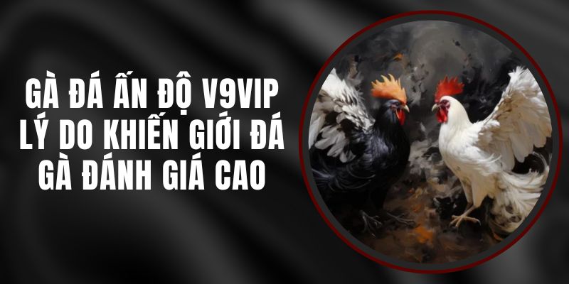 Gà Đá Ấn Độ V9vip - Lý Do Khiến Giới Đá Gà Đánh Giá Cao